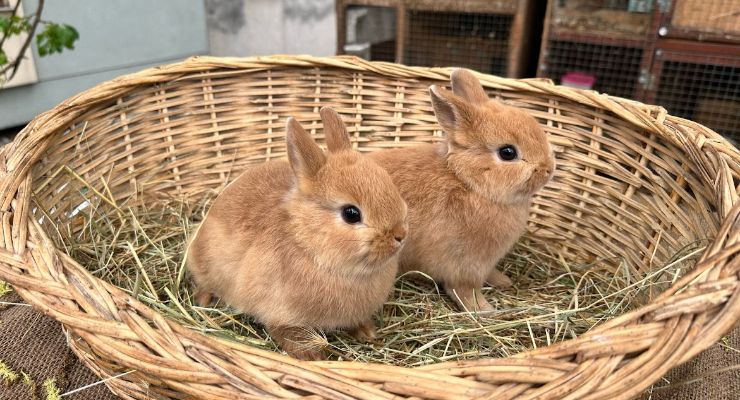 Siirt Büyümeyen Tavşan